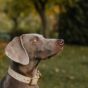 A large dog wearing a sturdy wide collar during a training session in the park.