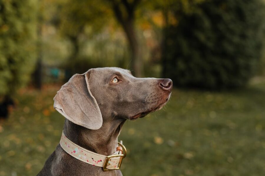 A large dog wearing a sturdy wide collar during a training session in the park.