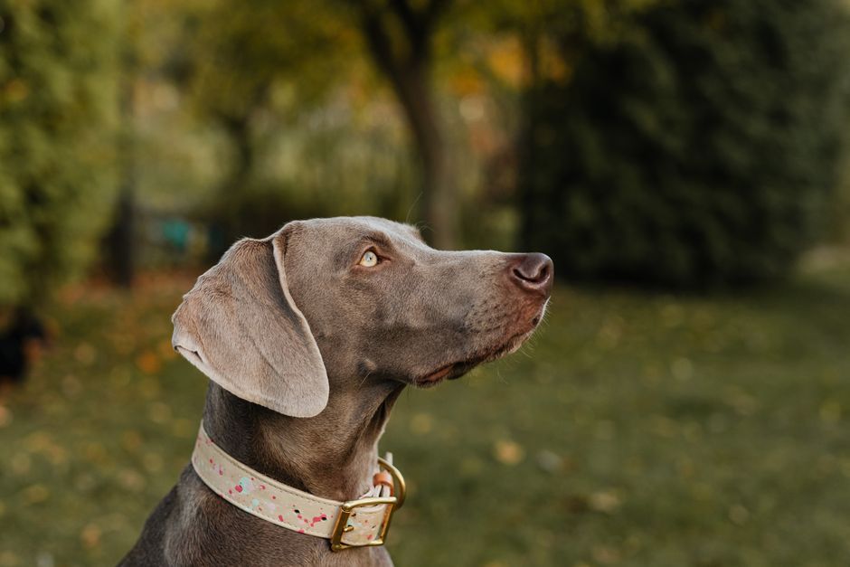 A large dog wearing a sturdy wide collar during a training session in the park.